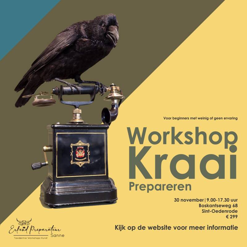 geprepareerde zwarte kraai op een menselijk schedel met rozekrans in zijn snavel