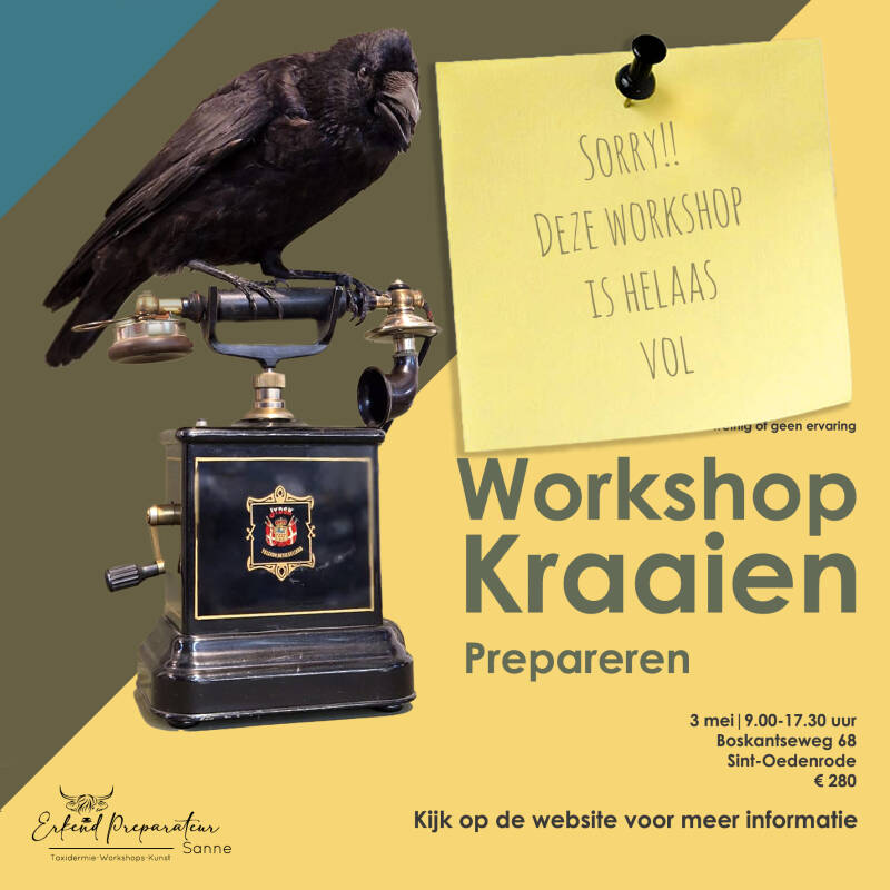geprepareerde zwarte kraai op een menselijk schedel met rozekrans in zijn snavel
