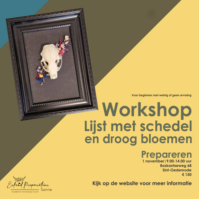 Lijst met schedel
