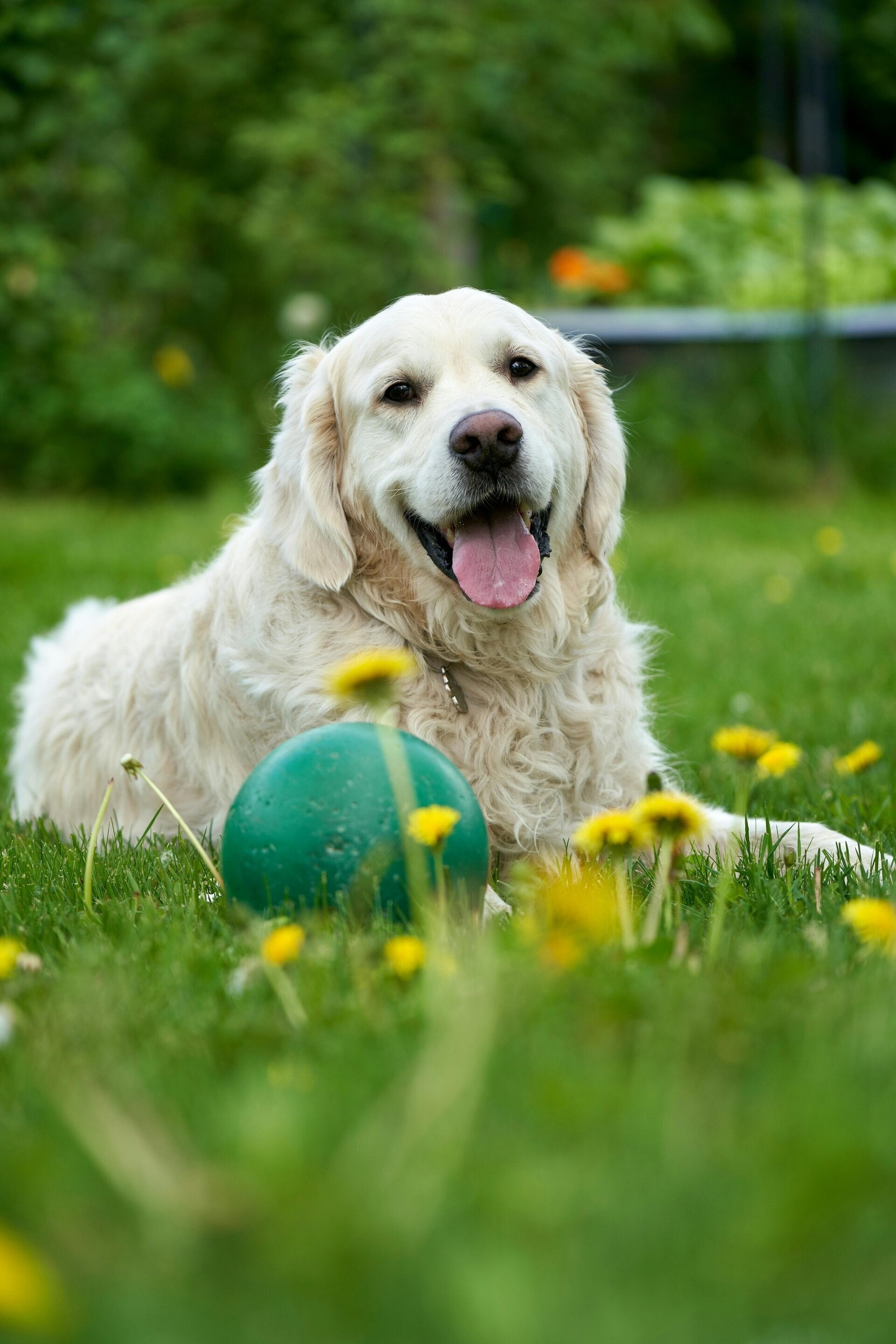 Oster-Wanderung mit Hund