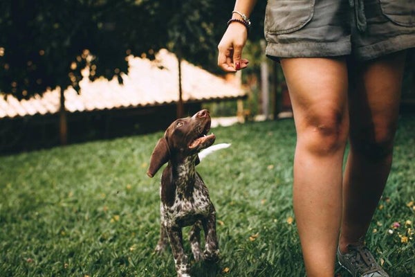 Hundetraining 5er Karte