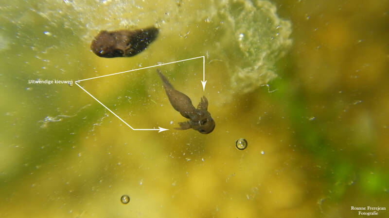 De uitwendige kieuwen van een kikkervisje
