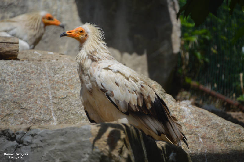 Aasgier in parc animalier des pyrenees