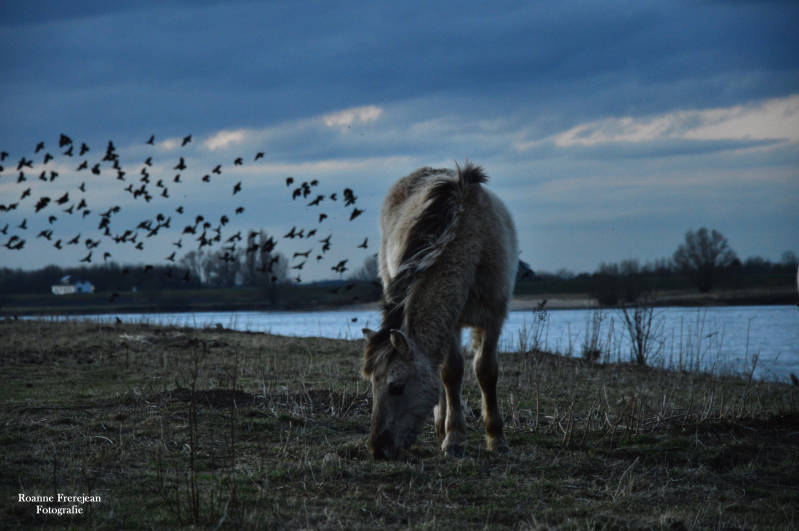 Wild paard in de uiterwaarden