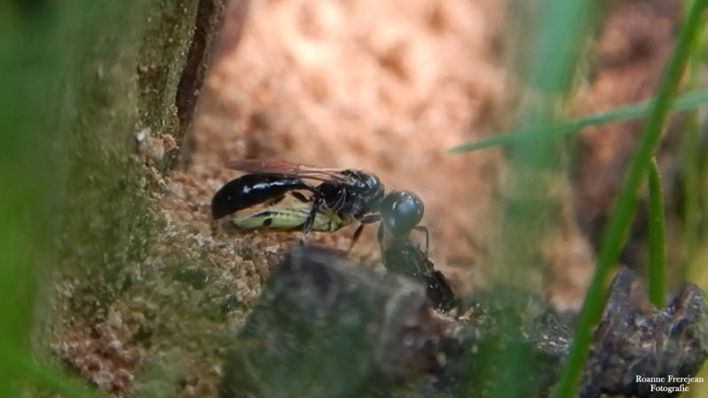 Een Graafwesp sleept een verlamde Cicaden naar zijn holletje.