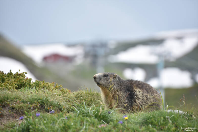 Marmot