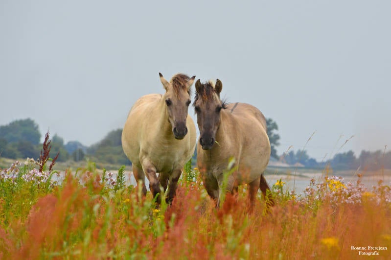 Konikpaarden