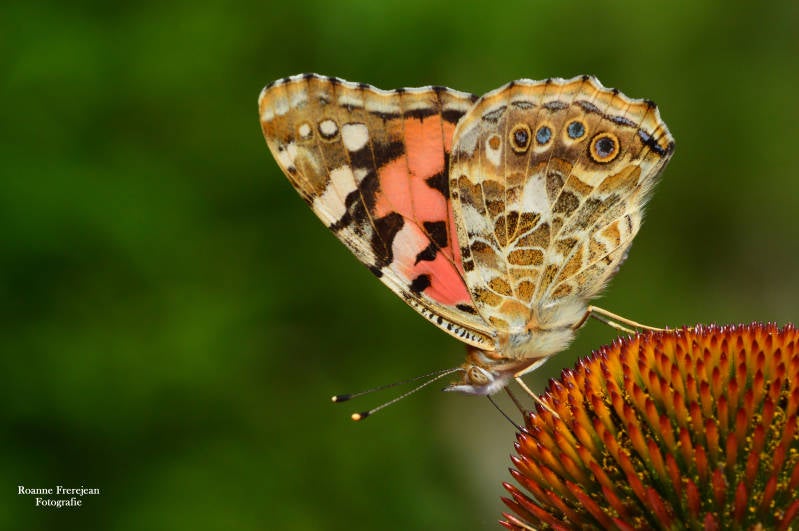 Een Distelvlinder op een Zonnehoed