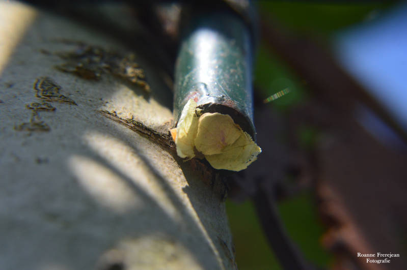 Het nest is volledig dichtgemaakt met bloemblaadjes