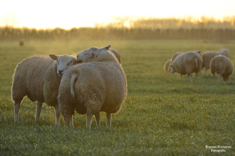 Schapen in het ochtendlicht