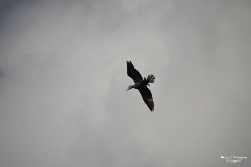 Vliegende aalscholver