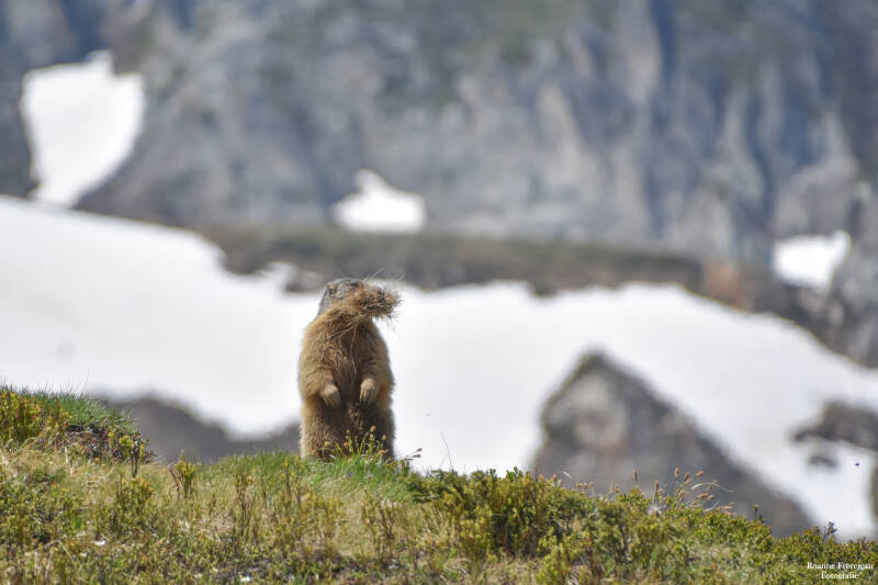 Een marmot met nestmateriaal.