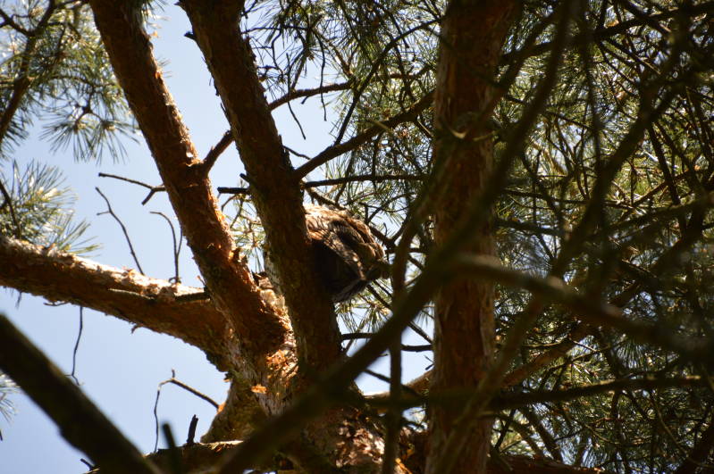 Een Ransuil van onder gezien