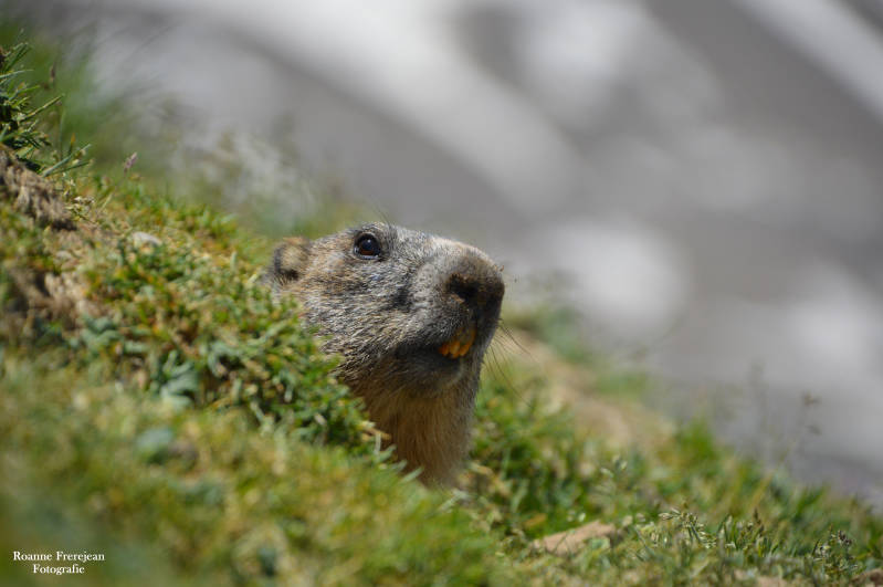 Een marmot hoog in de bergen
