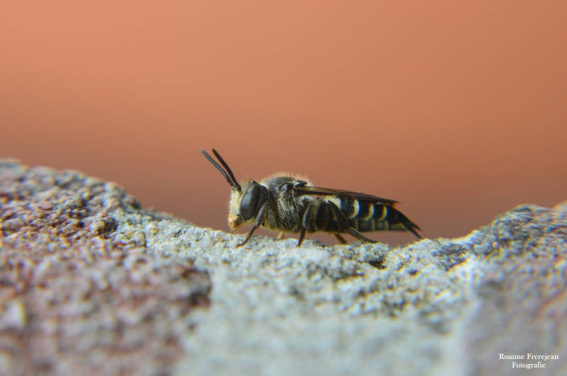 Een close up van de Kegelbij
