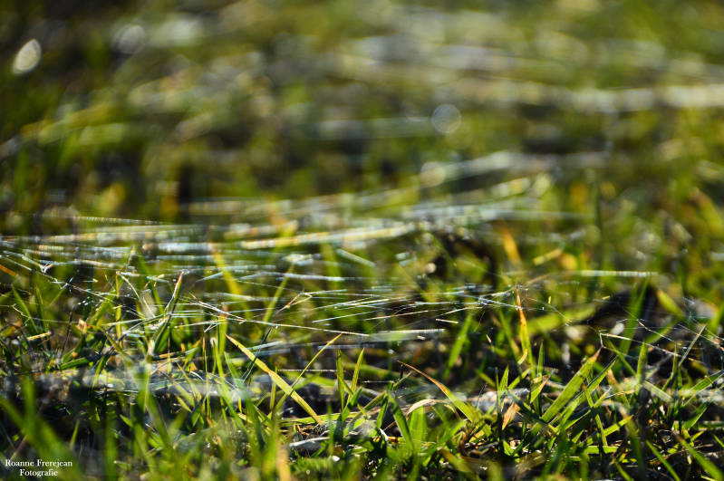 Spinnenrag op het gras.