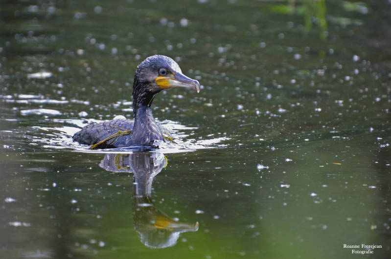Zwemmende aalscholver