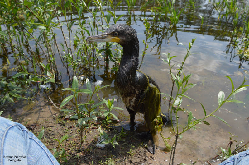 Aalscholver zit op 20 centimeter afstand van mij vandaan