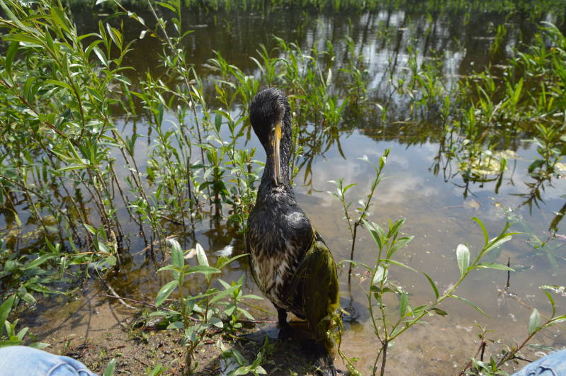 Aalscholver maakt zich schoon op 20 cm van mij vandaan