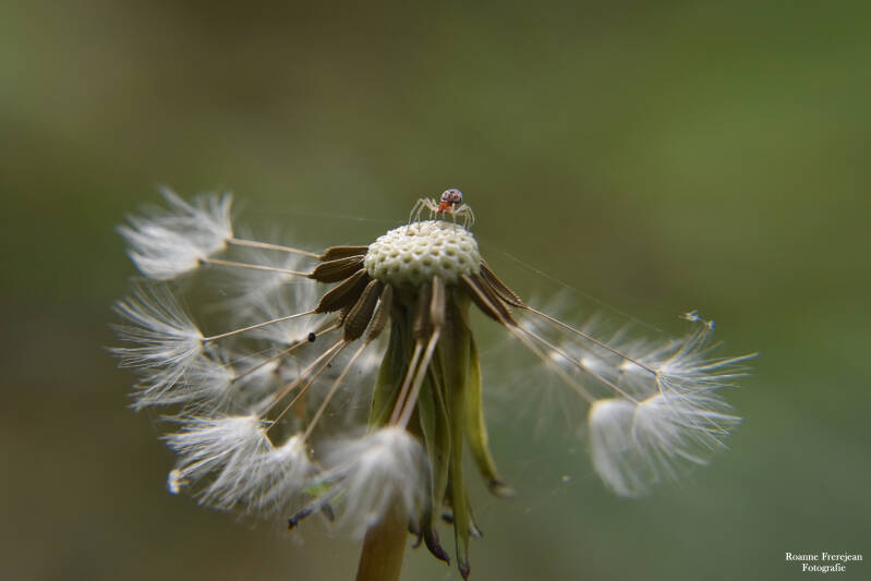 Spinnetje op een halve paardenbloem