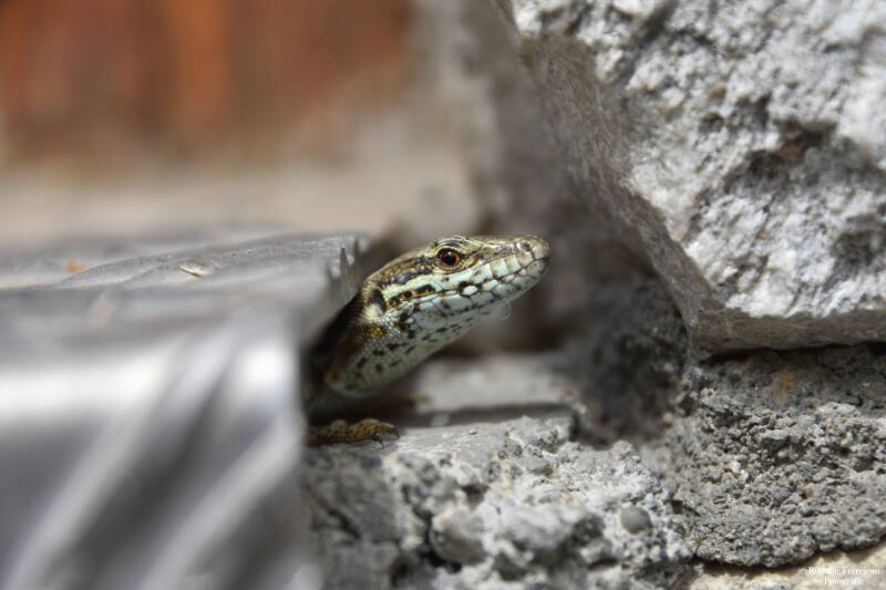 De huishagedis op mijn vakantie in Frankrijk.