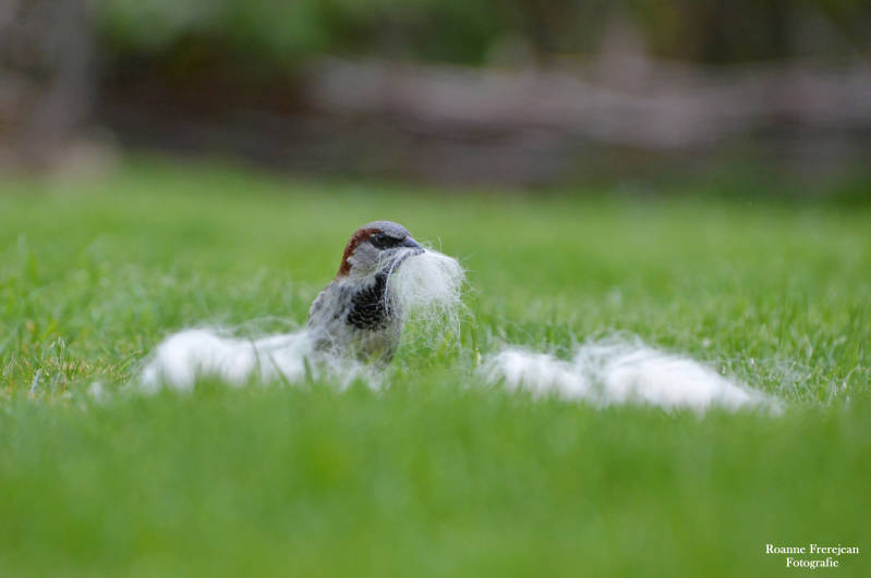 Mus verzammeld haren