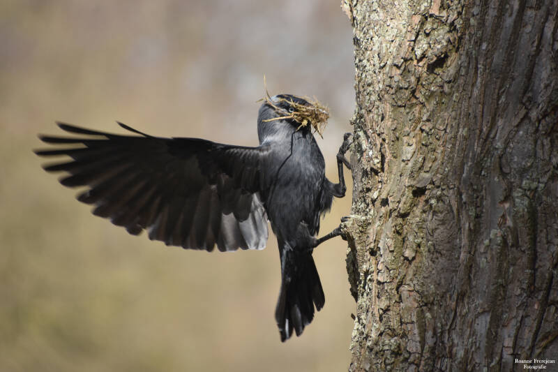 Een kauw met nestmateriaal.