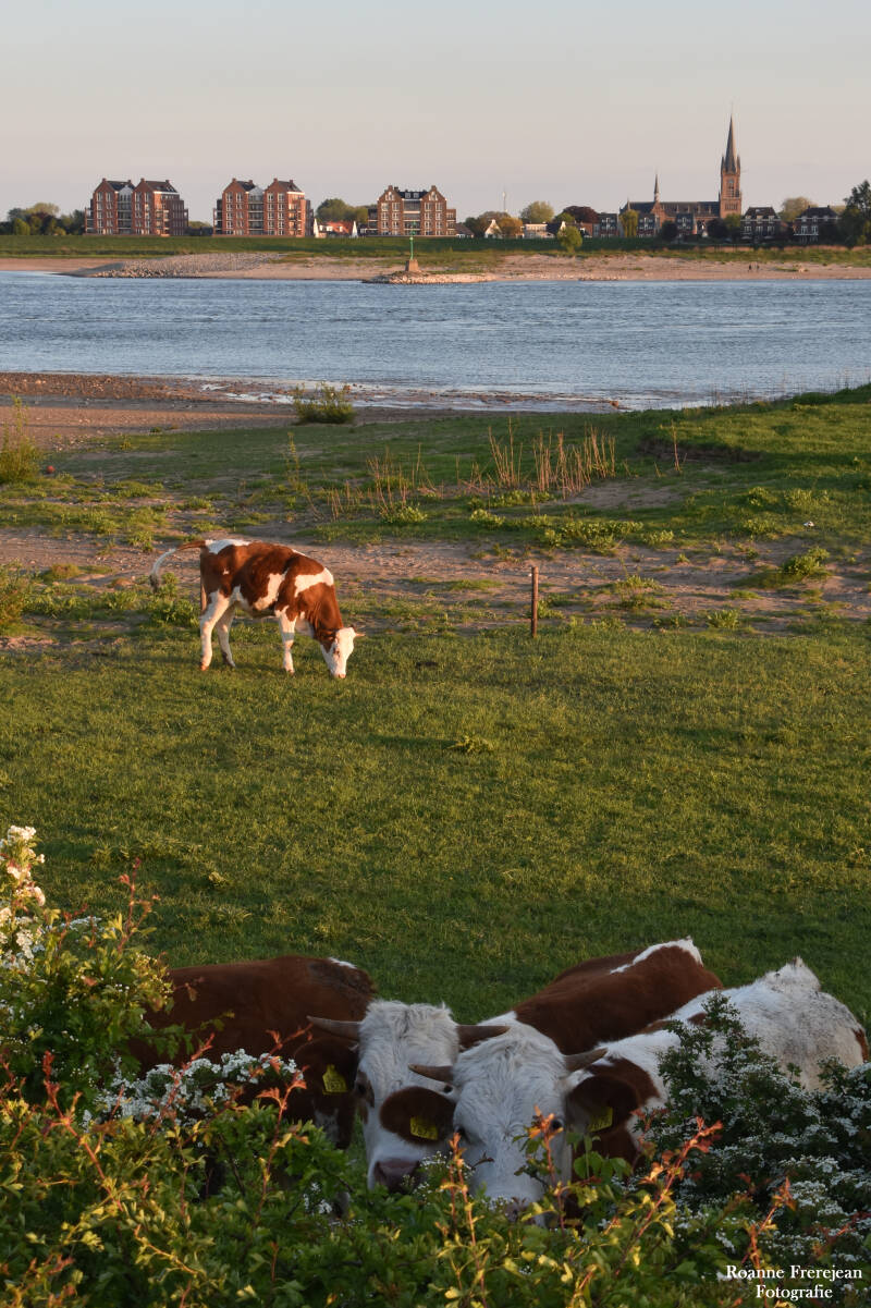 Nieuwsgierige koeien in de uiterwaarden