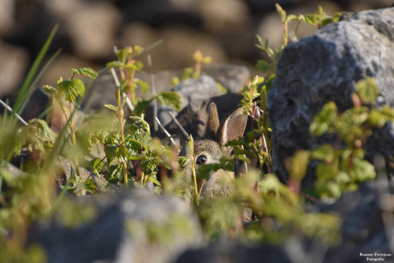 Een jong konijntje verstopt zich tussen de stenen.