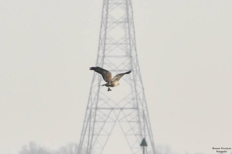 Roofvogel met een net gevangen muisje in zijn klauwen.