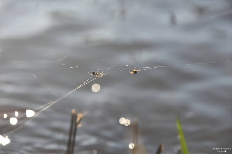 Twee spinnetjes hangend aan spinnenrag dichtbij de rivier.