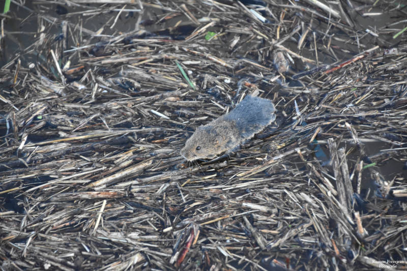 Een muisje zwemt tussen takjes door richting de kade.