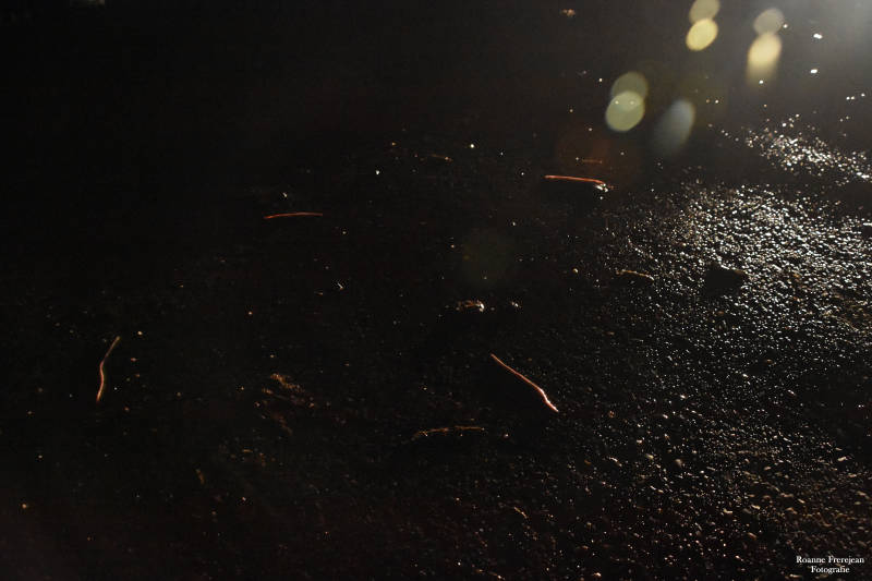 Vier wormen vluchten in het donker over een asfalt weg voor het stijgende water.