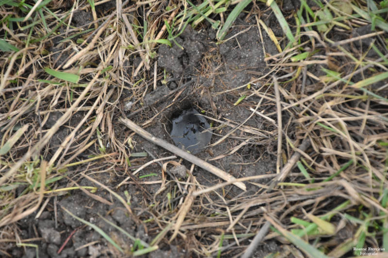 Een muizengaatje met water er in, door het hoge water.
