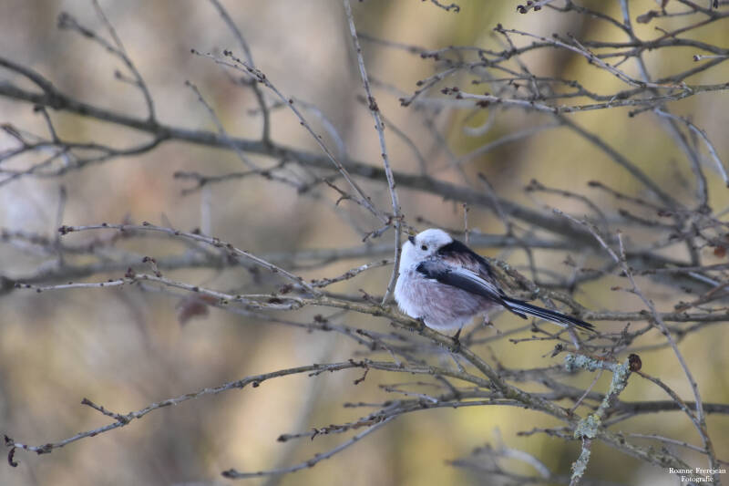 Een staartmees in de wintermaanden.