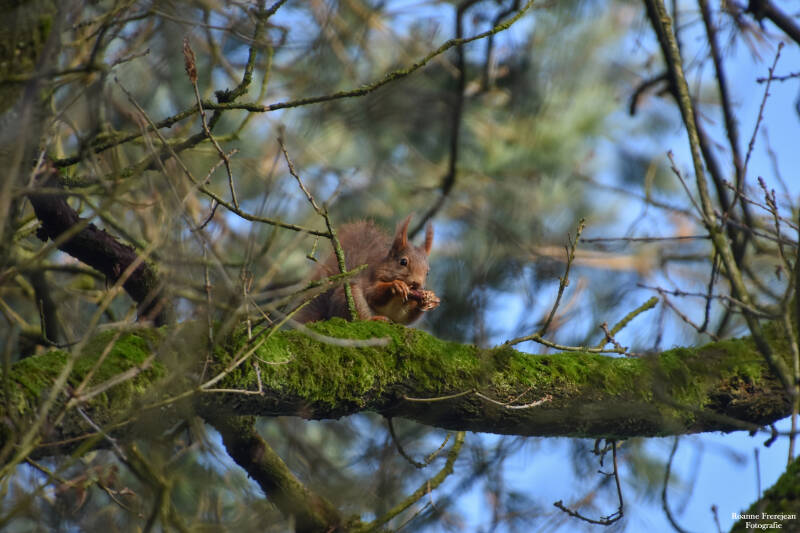 Een dennenappel etende eekhoorn