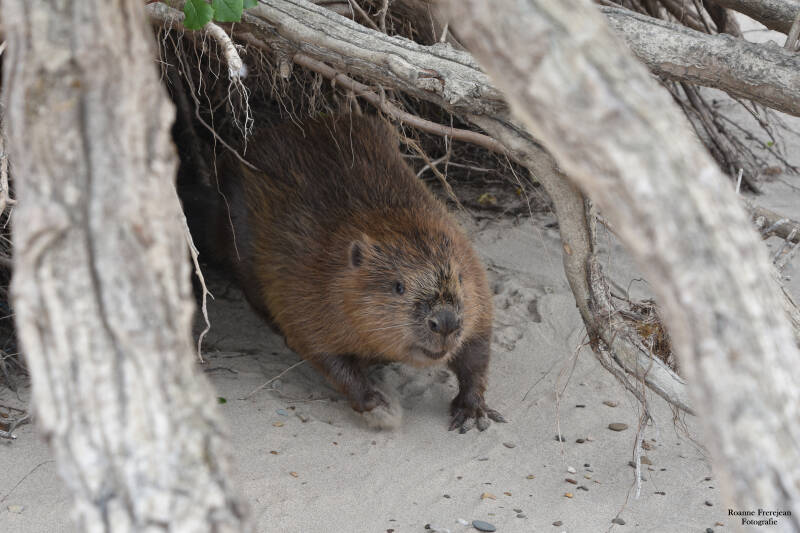 Het eerste moment dat we elkaar zagen