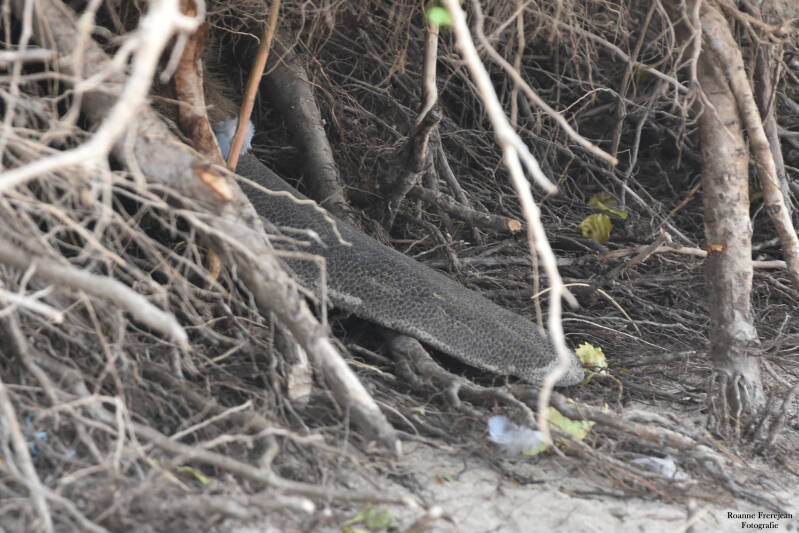 Een close up van de staart