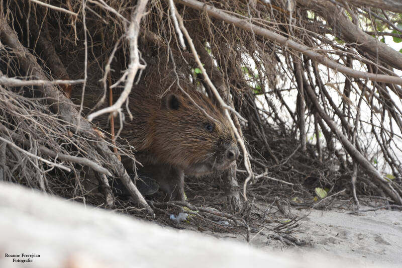 De tweede keer dat hij naar buiten kwam