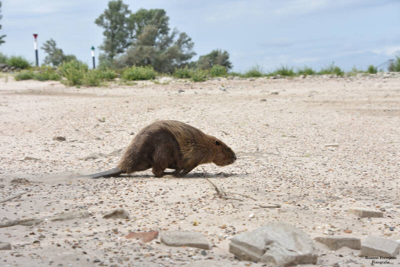Rennende bever 1