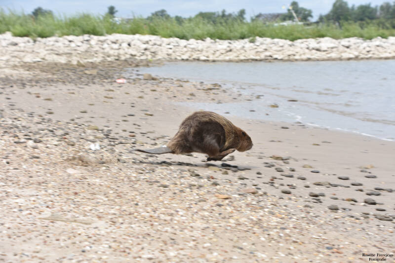 Rennende bever 2