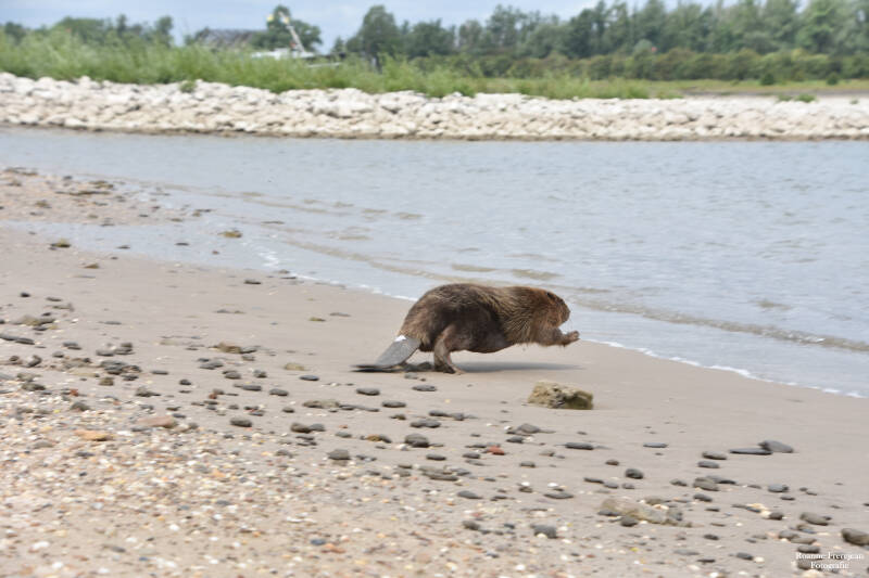 Rennende bever 3