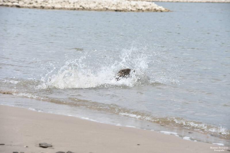 Met een grote plons verdween de bever de Waal in
