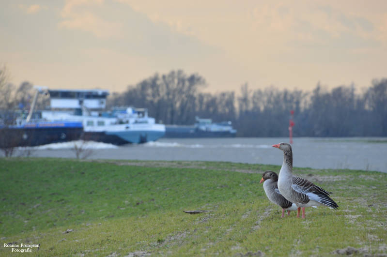 Ganzen bij de Waal