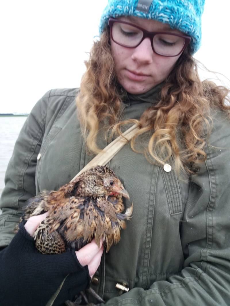 Ik houd een verzwakte en natte vrouwtjes fazant in mijn handen.