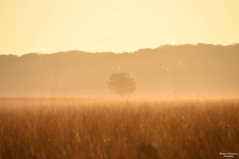Planken Wambuis in ochtendlicht
