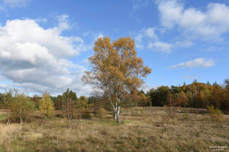 Herfst op landgoed Groot Warnsborn