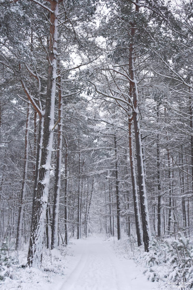 Een besneeuw bos