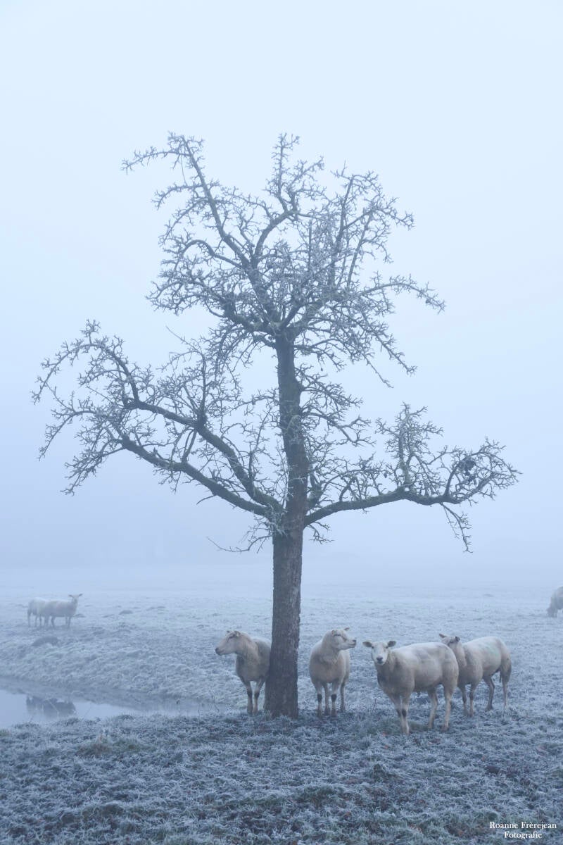 Schapen in de mist