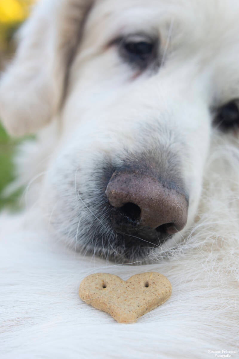 Valentijnsdag met Rover